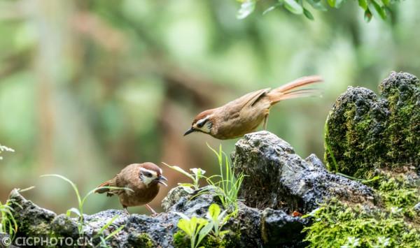 重慶南川:夏日鳥趣 重慶南川:夏日鳥趣