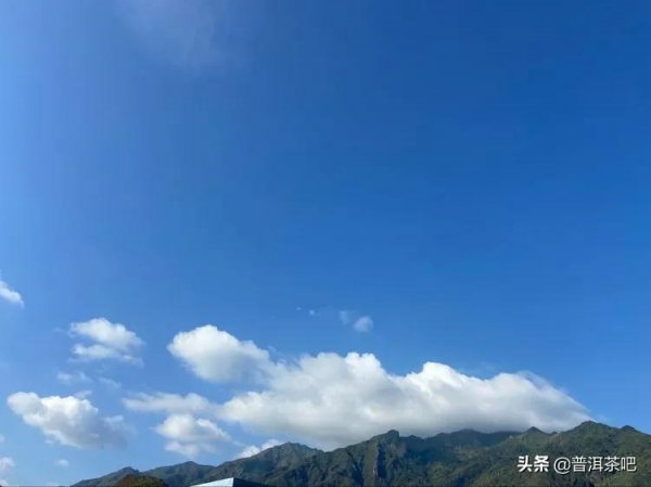 香竹林古樹茶2019年 香竹林古樹茶2019年