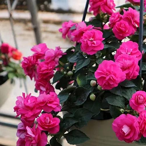 分享圖片，重瓣鳳仙花