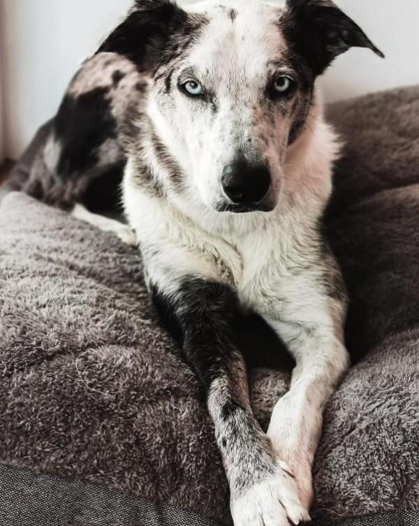 從被遺棄到當英雄，澳洲這隻狗狗，在大火中救下100多隻考拉