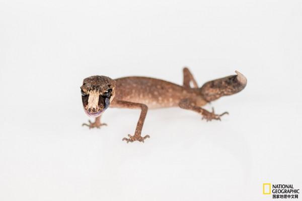 澳大利亞松果蜥：非法寵物交易危機