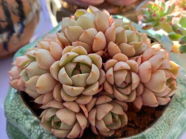 靜夜加大和錦等於苯巴蒂斯，容易上色還不徒長，喜歡多肉別錯過