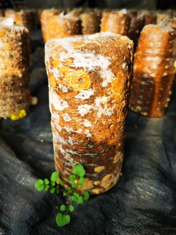 走進京郊蘑菇園 見識各類蘑菇