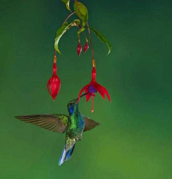 愛紅花•愛甜蜜