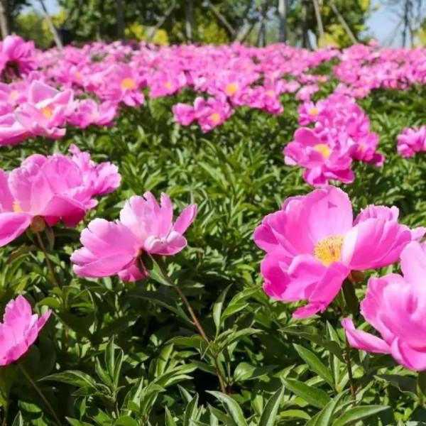 看！“鳥中大熊貓”中華秋沙鴨、“魚鷹子”銀鷗、頂冠戴翎的蜂鷹……溫榆河公園生物多樣性別有洞天！