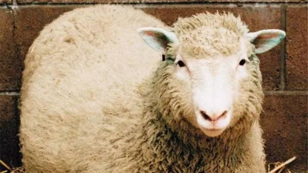 為什麼現在很少提“克隆”了?多莉的一生就是答案,太可憐了 為什麼現在很少提“克隆”了?多莉的一生就是答案,太可憐了