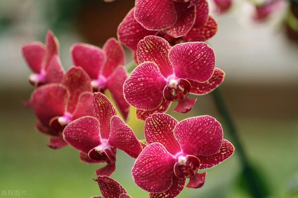 適合居家養植的盆栽，有哪些？