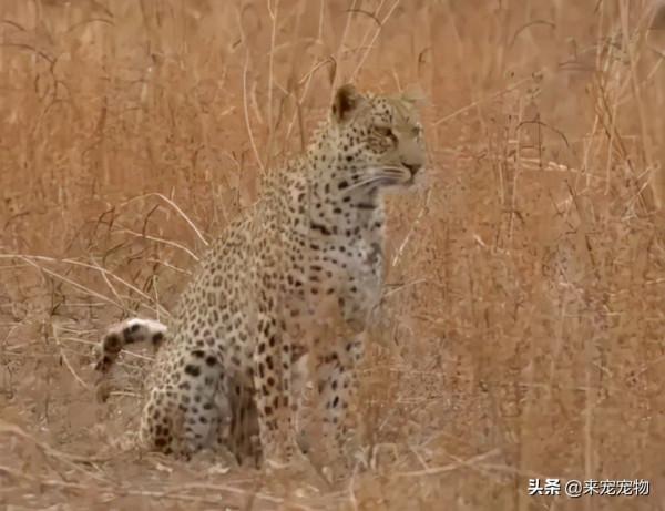 這隻花豹是啃老反面教材！正能量教育意義