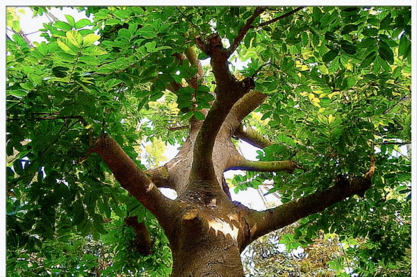 最煩的7種植物最好不要碰,在外遊玩安全第一,預防過敏和中毒 最煩的7種植物最好不要碰,在外遊玩安全第一,預防過敏和中毒