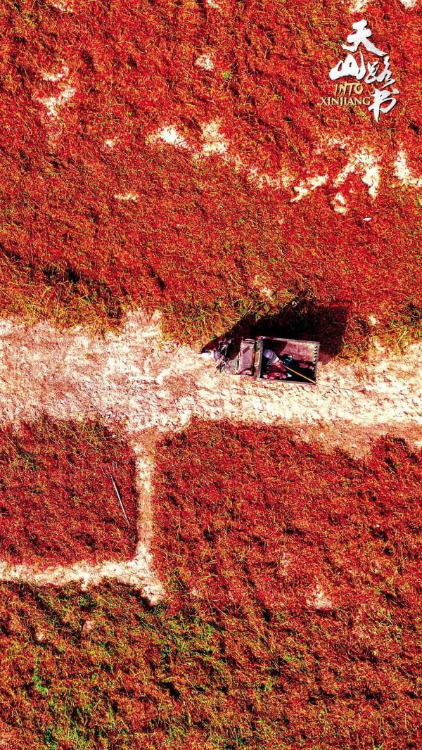 胡楊金、豐收紅、秋實橙……秋日新疆的這些色號,你pick了嗎? 胡楊金、豐收紅、秋實橙……秋日新疆的這些色號,你pick了嗎?