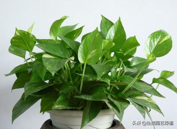 秋冬室內乾燥怎麼辦？養這幾種植物就夠了