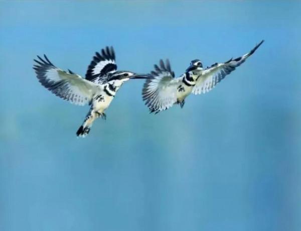 62對愛情鳥大比拼欣賞