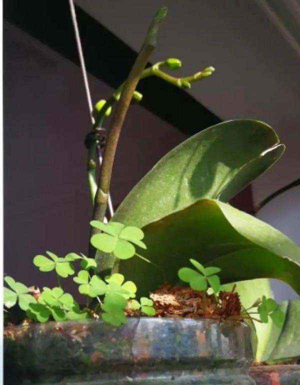 養花一直不開花，給他套個黑塑膠袋，花苞呼呼冒