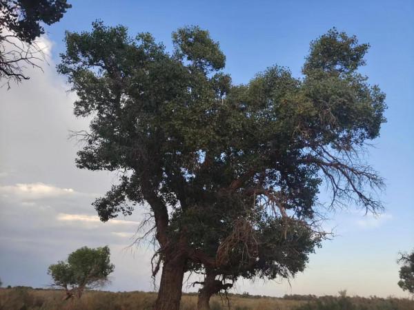 新疆遊記大漠胡楊林 新疆遊記大漠胡楊林