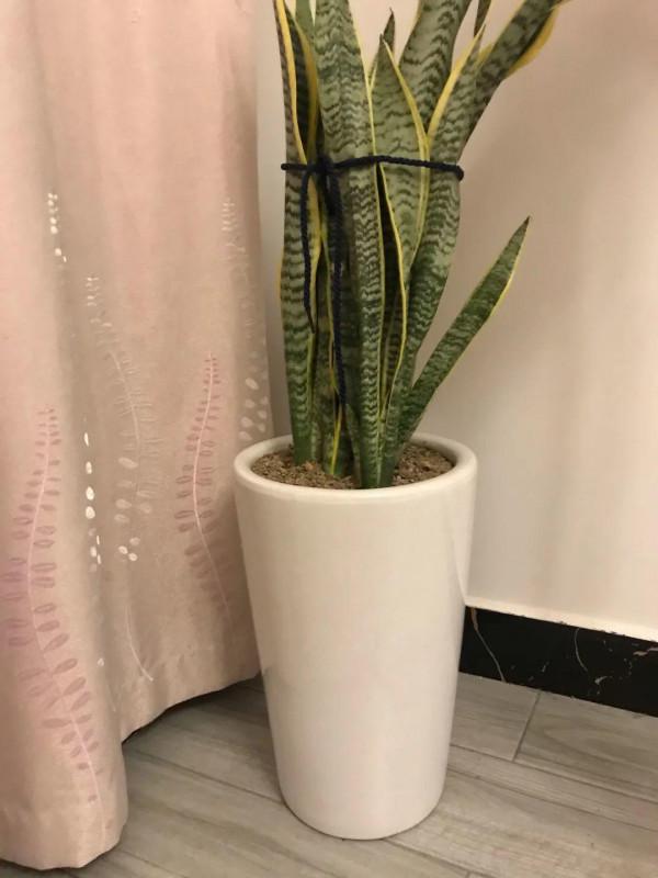 7種花有個小機關,找對位置開啟它,新芽爆滿盆 7種花有個小機關,找對位置開啟它,新芽爆滿盆