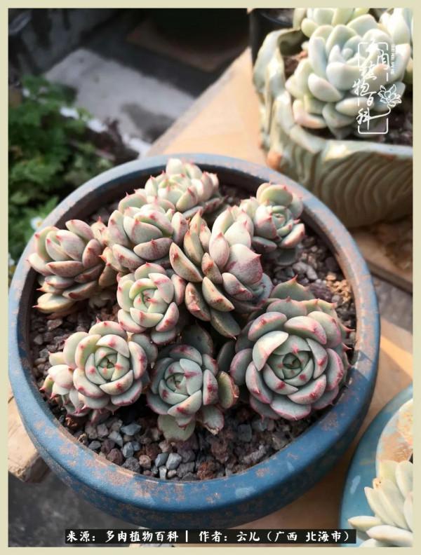 養花種多肉到底有什麼用？答案在這裡