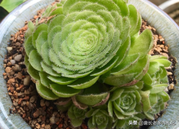 多肉姬明鏡和明鏡,前者是法師中的小可愛,而後者神似麥田怪圈 多肉姬明鏡和明鏡,前者是法師中的小可愛,而後者神似麥田怪圈