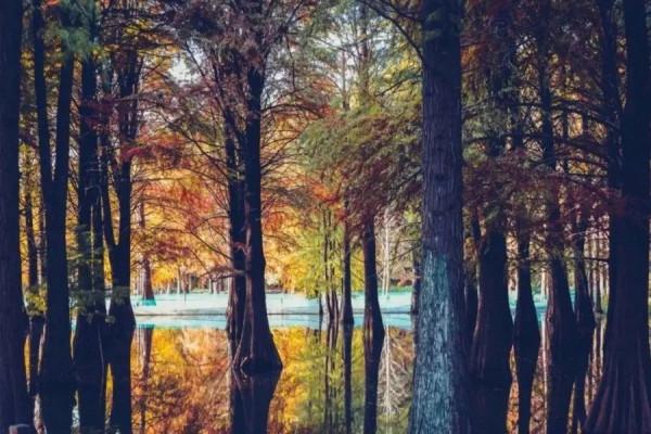 【探索】在長三角一體化示範區，尋找秋天的色彩