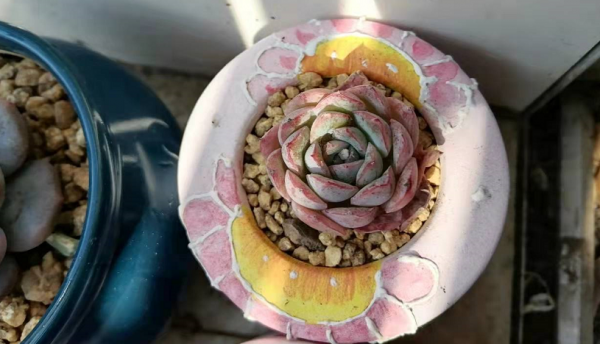 室內盆栽多肉，冬天難養出好顏色？錯，抓住這4點比春秋養得好