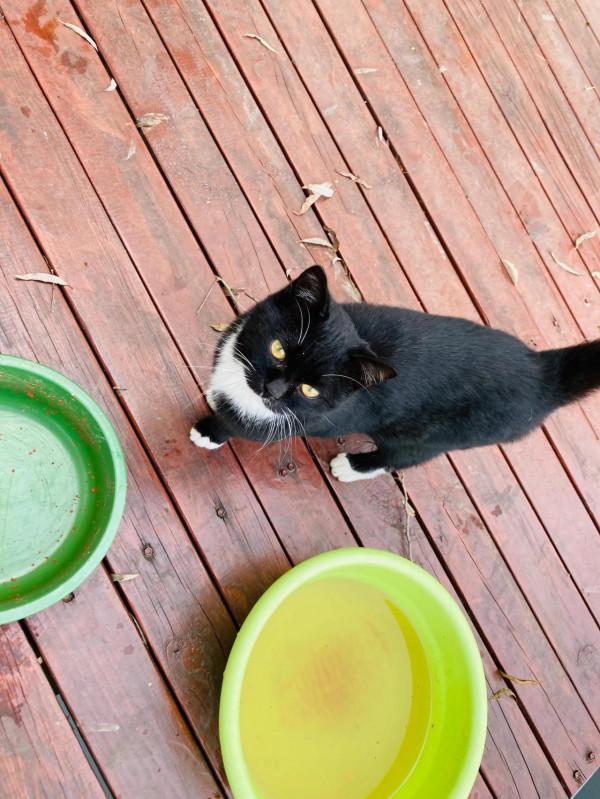 與貓結緣了 與貓結緣了