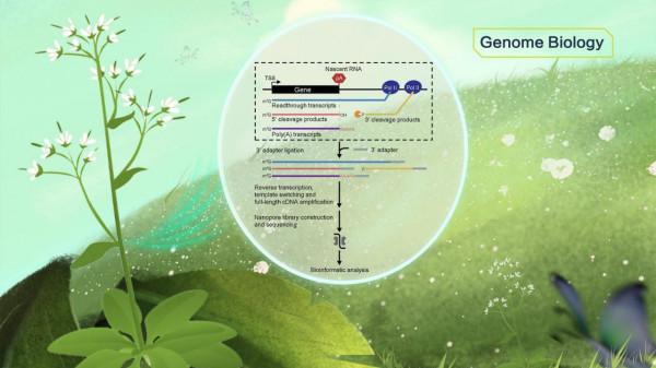 南科大應用奈米孔單分子測序揭示擬南芥全基因組轉錄終止圖譜