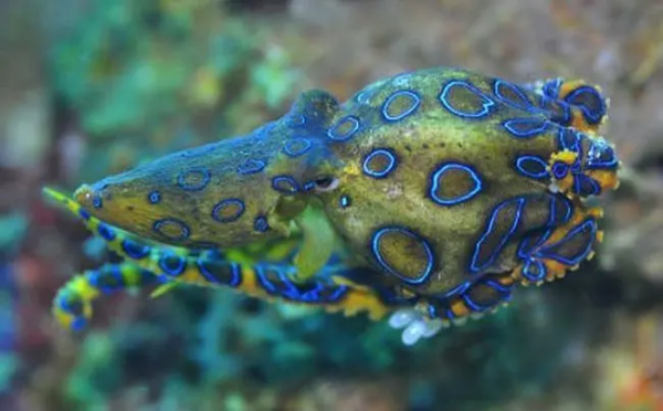 這些生活在地球上的“老毒物”，有多少是大家認識的？漲知識了