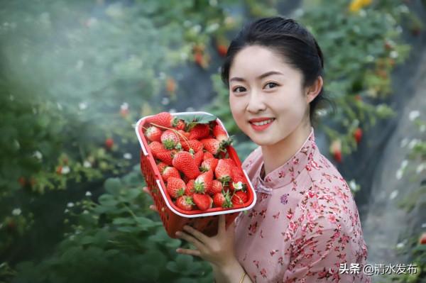 【組圖】草莓：紅果綠葉香滿園
