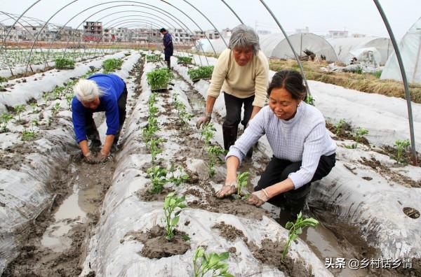 移栽蔬菜是晴天好還是雨天好?關係到長勢和產量,別再隨意了 移栽蔬菜是晴天好還是雨天好?關係到長勢和產量,別再隨意了