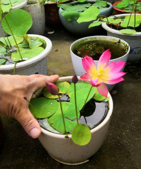 養碗蓮做好3點，開花美得像藝術品，拍的照片像修圖