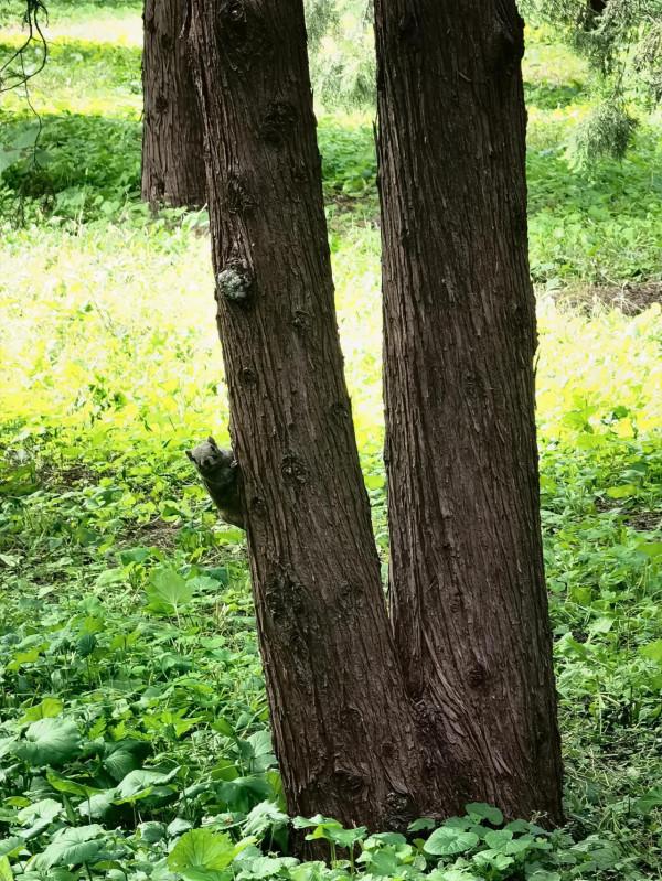 天壇公園的小松鼠 天壇公園的小松鼠