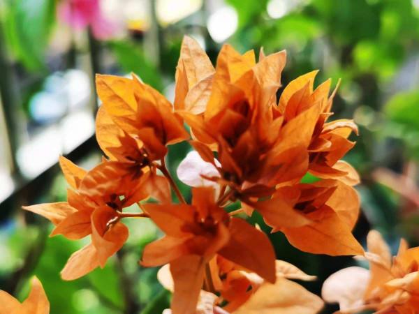 四季開花的植物，陽臺養一盆就變“小花園”，花期“超長待機”