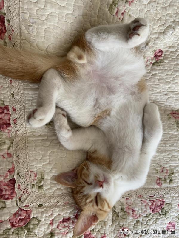 饞貓懶貓，一隻又饞又懶的可愛貓