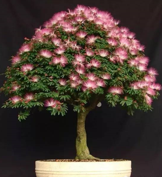 秋天常見的60種花，最全花卉圖譜，收藏起來慢慢看