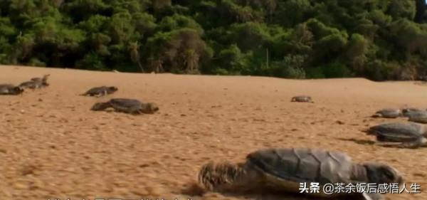 一千隻只小海龜只有一隻活到成年