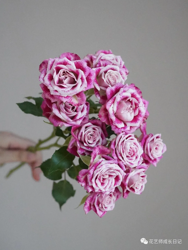 100朵玫瑰vol.25 | 油畫風玫瑰flinders lane,被油彩浸染的復古玫瑰 100朵玫瑰vol.25 | 油畫風玫瑰flinders lane,被油彩浸染的復古玫瑰