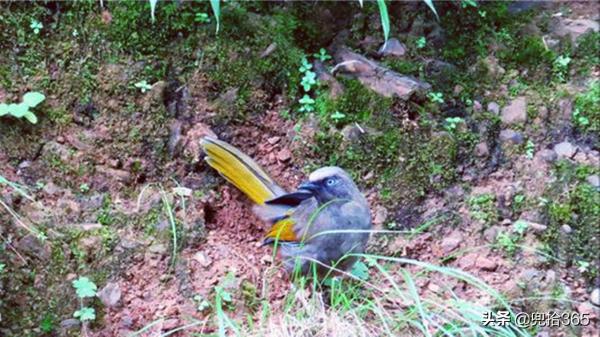 罕見!雲南昭通首次發現一種鳥,個頭不大卻漂亮,專家:我國特有 罕見!雲南昭通首次發現一種鳥,個頭不大卻漂亮,專家:我國特有