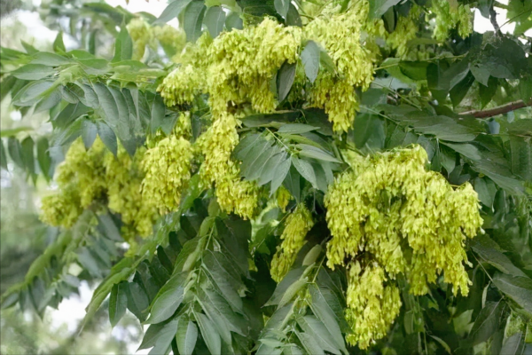 香椿樹結的籽有什麼用?有三大用途,難怪有人專門採收和賺錢 香椿樹結的籽有什麼用?有三大用途,難怪有人專門採收和賺錢