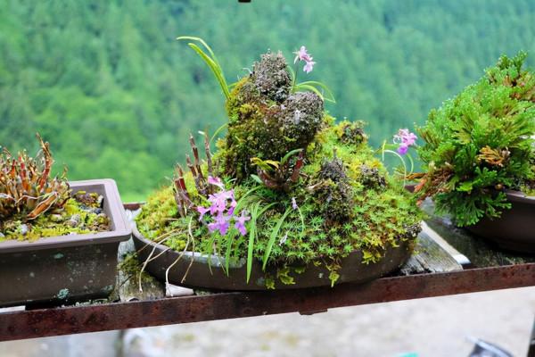 若是發現盆土長出4種“小東西”,建議斷水、換盆,防止根系腐爛 若是發現盆土長出4種“小東西”,建議斷水、換盆,防止根系腐爛