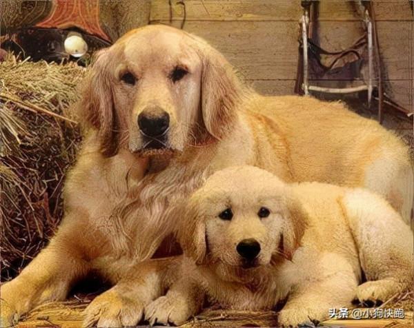 養金毛還是養拉布拉多犬？看完你就知道該如何選擇