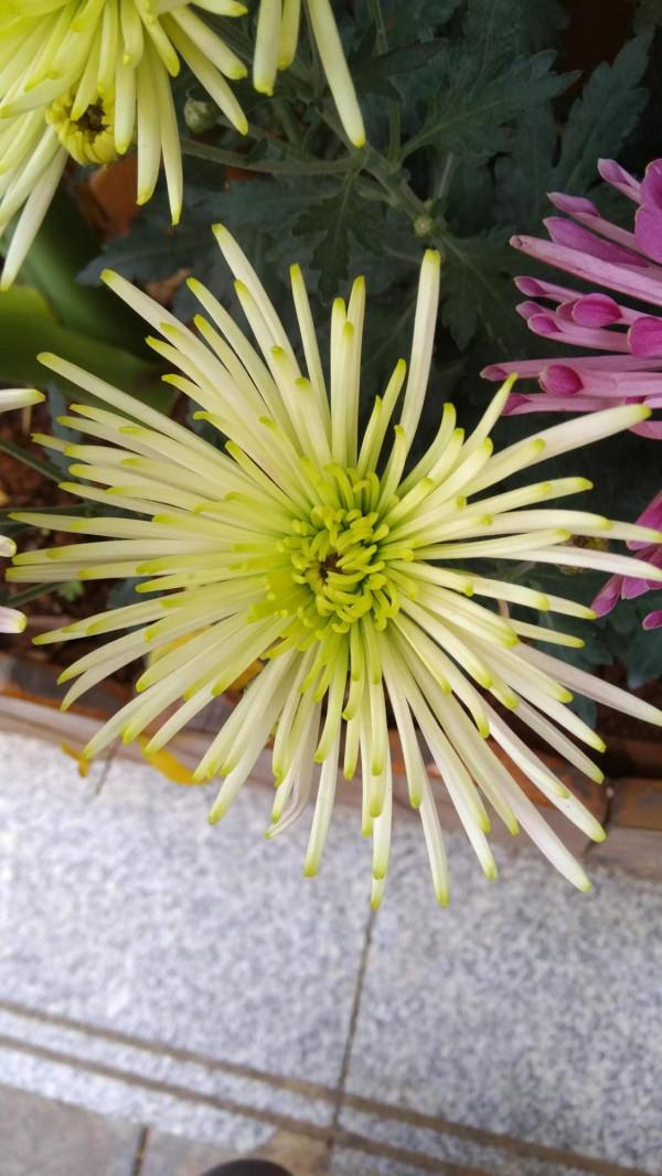 從我高齡的父母，來探尋健康長壽要點