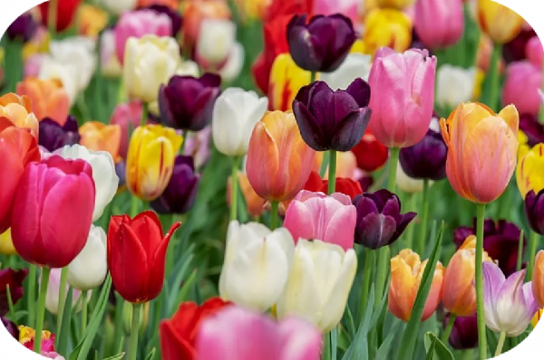 2塊錢，奪走了我家貓的命