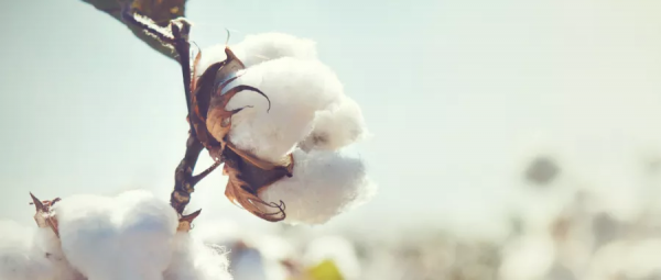 對今年新季棉花搶收現象的幾點思考