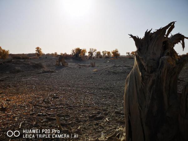 曾經無條件地拜倒在胡楊林的“腳”下