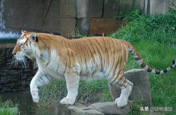 物種百科：金虎