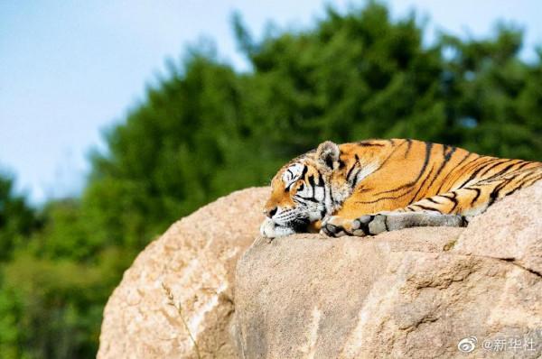 “秋老虎”來了