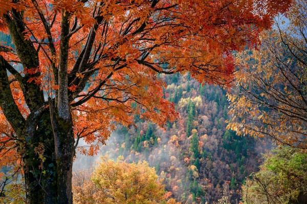 國內6條迷人的秋色美景自駕路線，帶你過一個精彩的秋天