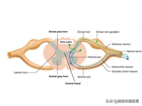 神經受壓產生的不只有疼痛,還有情緒和精神的改變 神經受壓產生的不只有疼痛,還有情緒和精神的改變