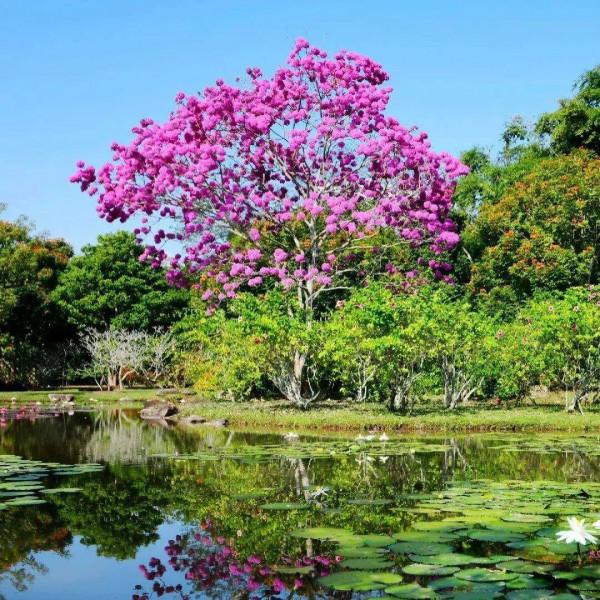 實用分享丨30款大型開花樹種介紹,白似雪、黃似陽、紅似霞,美翻 實用分享丨30款大型開花樹種介紹,白似雪、黃似陽、紅似霞,美翻