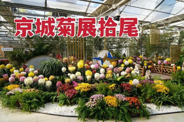 京城菊展拾尾