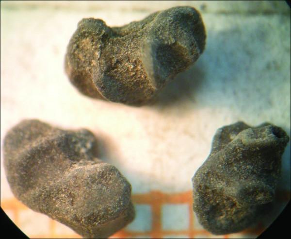 研究：古代瓦里帝國領導人或使用&OpenCurlyDoubleQuote;迷幻啤酒&rdquo;與周圍社群建立新聯絡